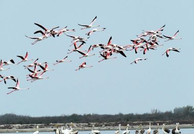 فرود فلامینگوهای مهاجر روی باند فرودگاه بجنورد! + فیلم