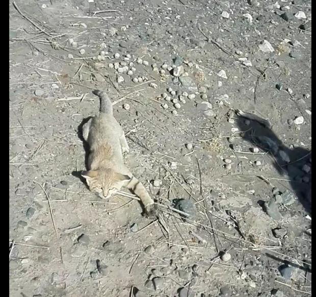 رها سازی یک قلاده گربه شنی در ایرانشهر
