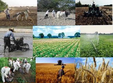 بخش کشاورزی زنجان در مسیر توسعه قرار دارد