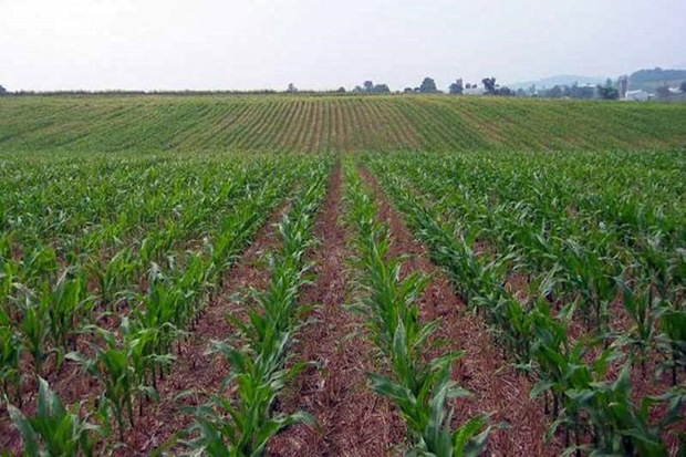 گشاده رویی آسمان باعث سبز شدن 81 درصد مزارع کردستان شد