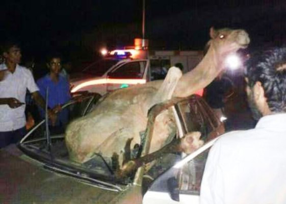 تصادف مرگبار پراید با شتر در محور تبریز- ارومیه