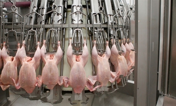 روزانه حداقل 8 هزار قطعه مرغ در خوی ذبح می شود