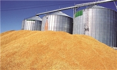 26 هزار تن گندم از مزارع استان ایلام خریداری شده است