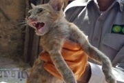 قرنطینه و تیمار گربه وحشی زخمی در خرم آباد
