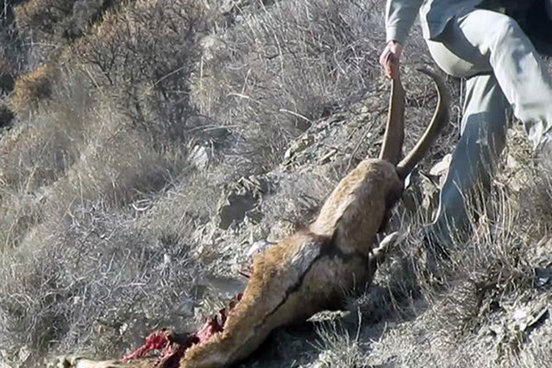 شکارچی یک راس کل و بز وحشی در قزوین دستگیر شد
