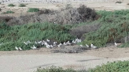 تخم گذاری پرندگان مهاجرتابستان گذردرجزیره نخیلو بوشهر