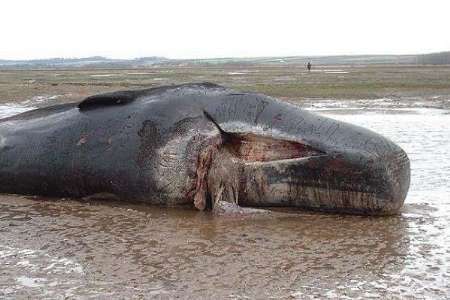 تلف شدن نهنگ بزرگ در ساحل بندر رمین چابهار