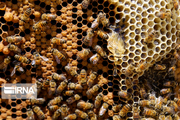۷۲۵ تن عسل امسال در چالدران تولید شد