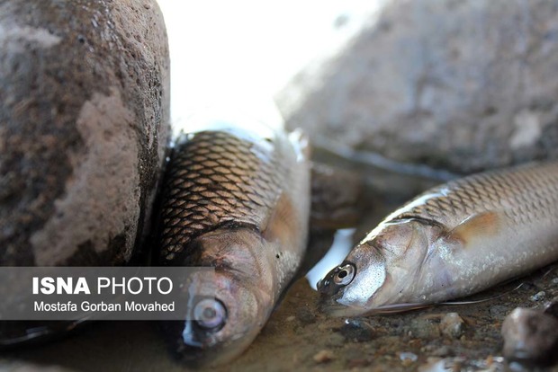 اعلام نتیجه بررسی‌های اداره‌کل حفاظت محیط زیست استان در خصوص مرگ ماهیان اهر چایی