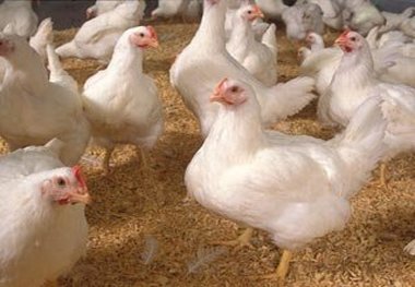 آغاز طرح پایش بیماری آنفلوانزای فوق حاد پرندگان در آذربایجان‌شرقی