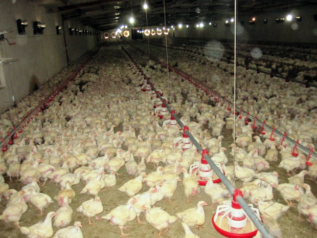 بیش از هفت هزار تن گوشت مرغ در ایرانشهر تولید شده است