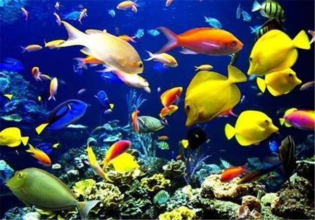 110مقاله در کنفرانس ماهی شناسی ایران ارایه می شود