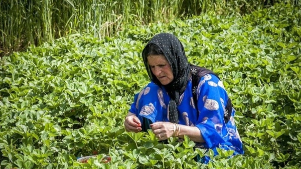 اجرای طرح روستا تعاون در شهرستان دهگلان  کردستان