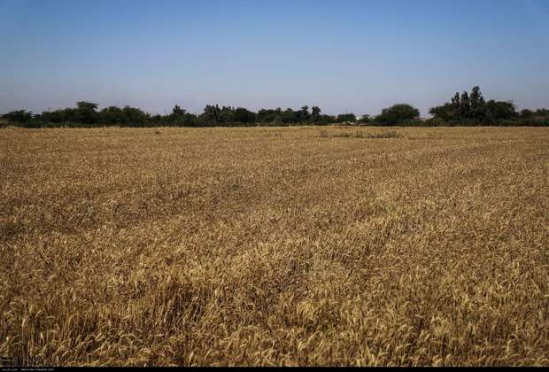 سیلاب اخیر سبب کاهش تولید یک میلیون تن گندم در کشور شد