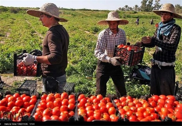 دولت گوجه فرنگی کشاورزان بوشهر را توافقی می خرد
