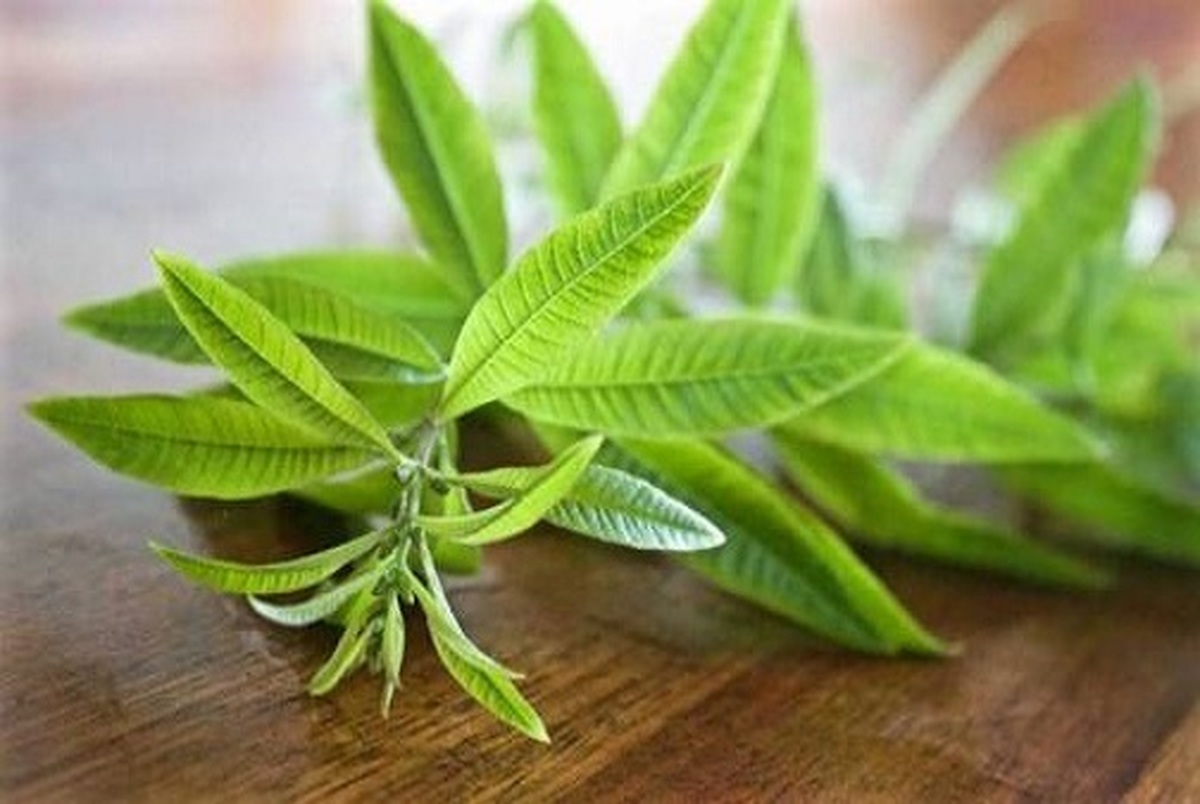 گیاهی که به رفع استرس و اضطراب کمک می کند
