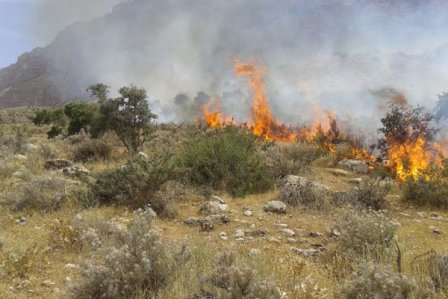 آتش سوزی در مراتع گردنه قوچک لواسان  6هکتار از گونه های مرتعی در آتش سوخت