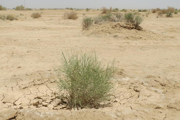 بارش‌هایی که حریف خشکسالی در استان سمنان نیست