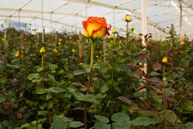 صنعت پرورش گل های زینتی کردستان در جوانه مانده است