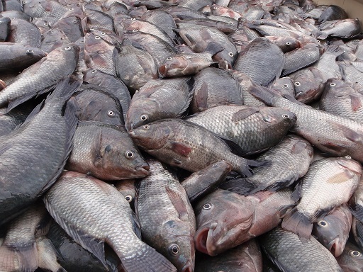 گونه مهاجم ماهی تیلاپیا فعالیت های صیادی و روند تکثیر گونه های بومی را مختل کرده است