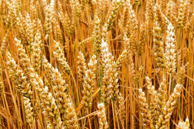 27 هزار تن انواع بذر گندم برای کشاورزان لرستان تامین شد