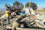 سازمان دامپزشکی: بیماری دامی در مناطق زلزله‌زده گزارش نشده است