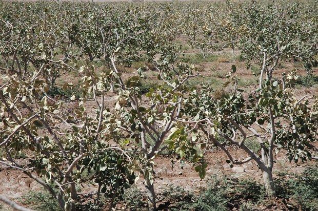 سرما در قوچان 152 میلیارد تومان خسارت برجا گذاشت
