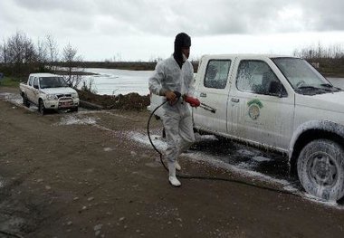 ویروسی که بیش از 4 میلیون مرغ را در استان البرز از بین برد
