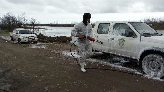 ویروسی که بیش از 4 میلیون مرغ را در استان البرز از بین برد

