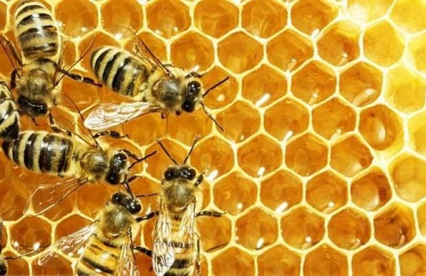 اصلاح نژاد ملکه به افزایش سه برابری تولید عسل در کشورانجامید