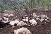 45 راس گاو و گوسفند طعمه آتش شد