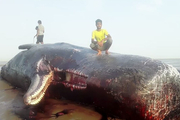 نهنگی در ساحل سیریک به گل نشست+ عکس
