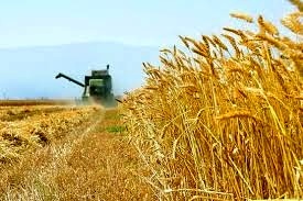 خرید تضمینی بیش از 64 هزار تن گندم از کشاورزان مازندران