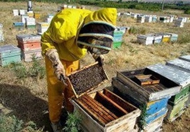 اجرای طرح ارزیابی عملکرد کلنی‌های زنبورعسل در اردبیل