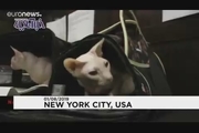 برگزاری شوی لباس گربه‌ها در نیویورک!