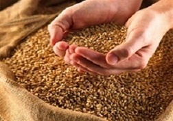 استفاده از بذرهای پر محصول برای توسعه بخش کشاورزی