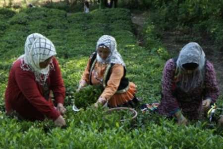 دولت یازدهم رونق را به باغ های چای بازگرداند