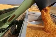 بیش از 18 هزار تن گندم از کشاورزان ممسنی خریداری شد