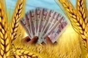 خریداری 150 هزار تن گندم از کشاورزان قزوینی