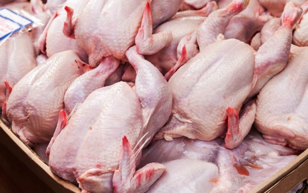 2975 کیلوگرم مرغ غیربهداشتی در قاینات معدوم شد