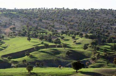 پایان اجرای طرح مطالعات و طبقه بندی جنگل های زاگرس در کردستان