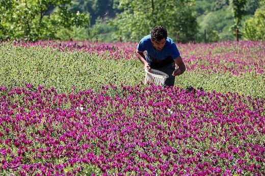مصرف این گل سبب کاهش استرس و اضطراب می‌شود