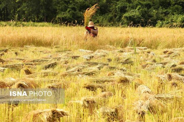 40 درصد برنج گیلان برداشت شده است