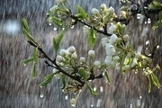 بارش باران در تربت‌حیدریه ۳۱ درصد رشد داشته‌ است