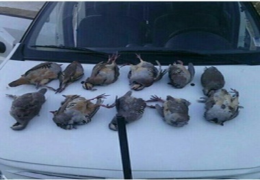 دستگیری شکارچی متخلف بزرگ ازنا از طریق شبکه‌های مجازی