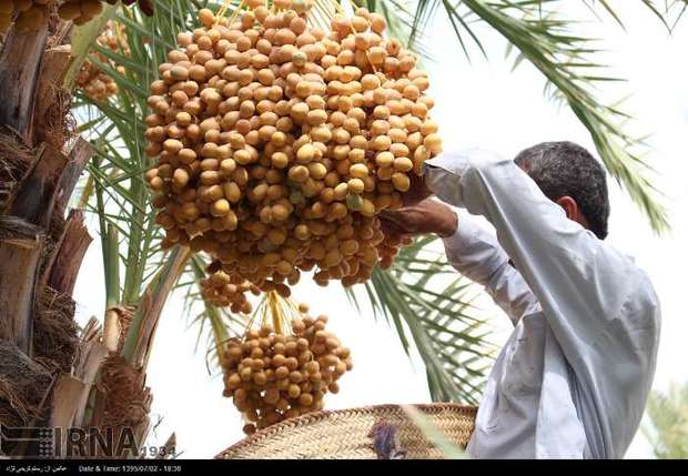 مدیر جهاد کشاورزی: برداشت خرما در ایرانشهر از مرز 36 هزار تن گذشت