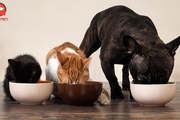 نکات طلایی در تغذیه سگ و گربه با غذای خشک نوتری پت