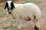 کشف 83 رأس گوسفند قاچاق در کوهدشت