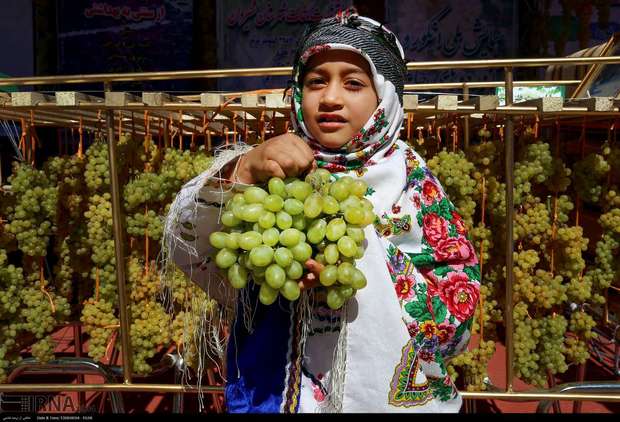 برداشت 182هزار تن انگور از باغ های خراسان شمالی  تجار برای خرید انگور ورود پیدا نکردند