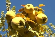 باغداران بهاباد افزون بر هزار تن محصول « به» برداشت کردند